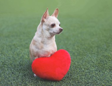 Kahverengi Chihuahua köpeklerinin portresi kırmızı kalp şeklindeki yastıkla yeşil çimenlerin üzerinde oturuyor, gözlerini kaçırıyordu. Sevgililer Günü konsepti.