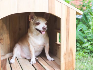 Bahçedeki tahta köpek kulübesinde oturan kahverengi kısa saçlı Chihuahua köpeği portresi. Gülümsüyor ve uzaklara bakıyor..