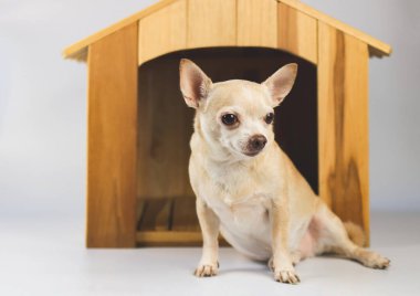 Kahverengi kısa saçlı Chihuahua köpeğinin portresi ahşap köpek evinin önünde beyaz arka planda izole bir şekilde oturuyor..