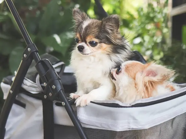 Portrait of two  chihuahua dogs  in pet stroller in the garden.