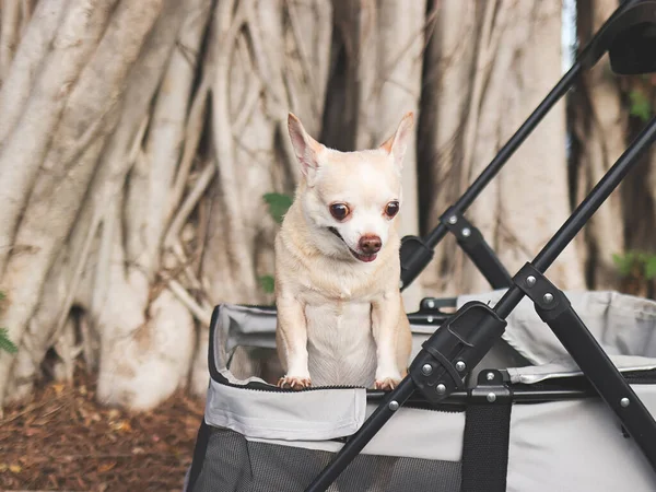 Portrait of happy and healthy Chihuahua dog standing in pet stroller with  banyan tree roots background in the park, smiling and looking at camera.