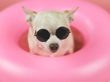 Yakından bakınca, pembe arka planda izole edilmiş, güneş gözlüğü takan, kahverengi saçlı, şirin bir chihuahua köpeği görüyorum..