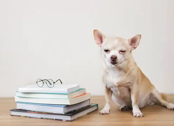 Retrato Perro Chihuahua Marrón Somnoliento Sentado Con Pila Libros Anteojos Imágenes De Stock Sin Royalties Gratis