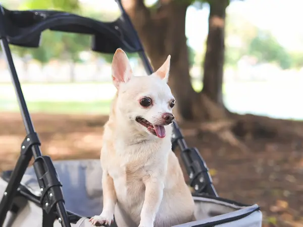 Portrait  of  Happy brown short hair Chihuahua dog  standing in pet stroller in the park. looking curiously.