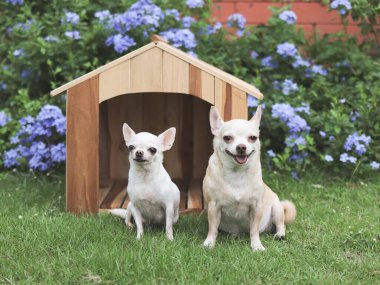 İki farklı boyutta kısa saçlı Chihuahua köpeğinin portresi ahşap köpek kulübesinin önünde duruyor, arka planda mor çiçekler var..