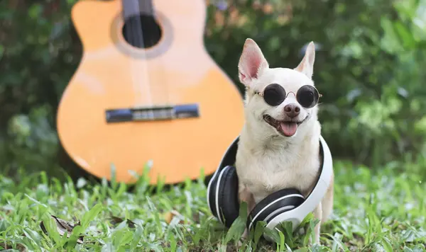 Portrait Happy Brown Short Hair Chihuahua Dog Wearing Sunglasses Headphones Stockfoto