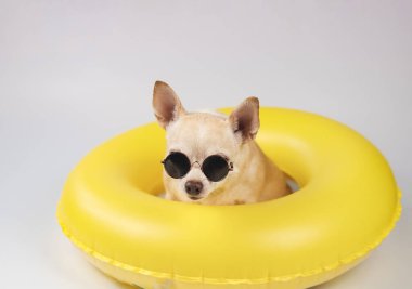 Kahverengi kısa saçlı chihuahua köpeğinin portresi güneş gözlüğü takıyor, sarı yüzme ringinde oturuyor, beyaz arka planda izole edilmiş, kameraya bakıyor..