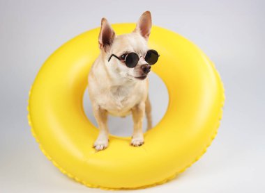 Kahverengi kısa saçlı, güneş gözlüğü takan bir chihuahua köpeğinin görüntüsünü yakın plan beyaz arka planda izole edilmiş sarı yüzme ringinde kameraya yan gözle bakarken.