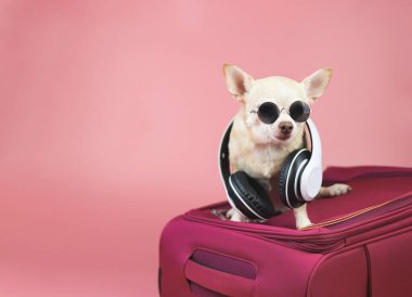 Boynuna güneş gözlüğü ve kulaklık takmış, pembe arka planda pembe bir bavula oturmuş kahverengi bir chihuahua köpeği portresi. Köpek konseptiyle seyahat etmek.