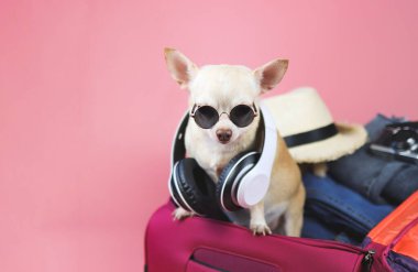 Kahverengi kısa saçlı Chihuahua köpeğinin portresi güneş gözlüğü ve kulaklık takıyor, pembe arka planda izole edilmiş seyahat aksesuarlarıyla pembe bir bavulun içinde duruyor..