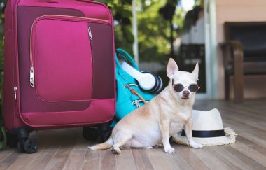 Kahverengi kısa saçlı, güneş gözlüğü takan köpek portresi mavi sırt çantalı, pembe valizli ve hasır şapkalı, kameraya bakıyor. Evcil hayvan konseptiyle seyahat.