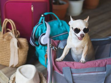 Güneş gözlüğü takan kahverengi kısa saçlı chihuahua köpeğinin portresi seyahat aksesuarlarıyla gezgin hayvan taşıyıcı çantasının içinde duruyor, seyahat etmeye hazır. Hayvanlarla iyi yolculuklar..