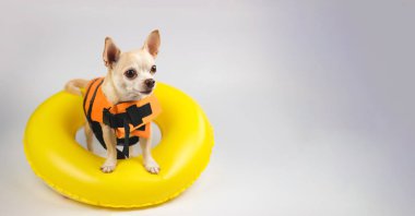 Portrait  of a cute brown short hair chihuahua dog wearing orange life jacket or life vest standing in yellow  swimming ring, looking at copy space,  isolated on white background.
