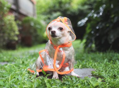 Bahçedeki ıslak çimento fayanslarına oturmuş kameraya bakarken yağmurluk giyen kahverengi kısa saçlı chihuahua köpeği portresi..