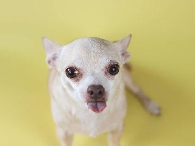 Chihuahua köpeğinin dilini gösteren, kameraya bakan görüntüsü. Sarı arkaplanda izole edilmiş.