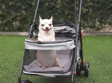 Yeşil çimlerin üzerinde evcil bebek arabasında oturan şişman kahverengi kısa saçlı chihuahua köpeği portresi. Mutlu bir gülümseme.