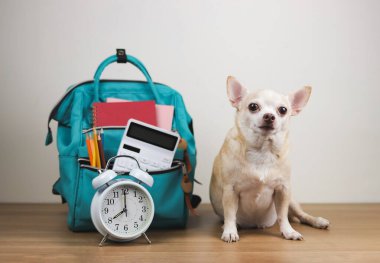 Kahverengi kısa saçlı chihuahua köpeğinin portresi ahşap masada ve yeşil okul çantalı beyaz arka plan ve çalar saat. Okul konseptine dönelim..