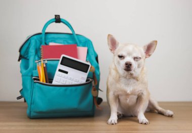 Uykulu kahverengi kısa saçlı chihuahua köpeğinin portresi ahşap masada oturan ve yeşil okul çantalı beyaz arka plan, gözünü kırp. Okul konseptine dönelim..