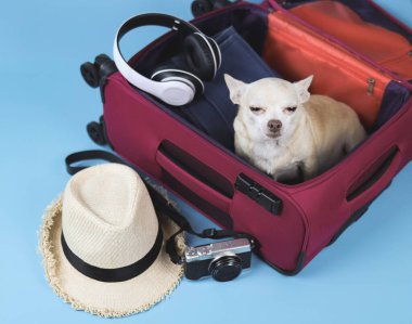 Üzücü kahverengi kısa saçlı Chihuahua köpeğinin üst görüntüsü, ağlayan, seyahat aksesuarlarıyla pembe bavulda oturan, mavi arka planda izole edilmiş. Köpek sahibiyle gitmek istiyor..