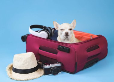 Kederli kahverengi kısa saçlı Chihuahua köpeğinin portresi, ağlayan, seyahat aksesuarlarıyla pembe bavulda oturan, mavi arka planda izole edilmiş. Köpek sahibiyle gitmek istiyor..