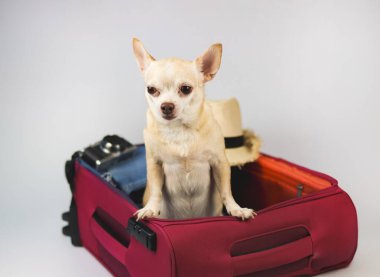 Kahverengi kısa saçlı Chihuahua köpeğinin portresi pembe bavulda gezici aksesuarlar, hasır şapka ve beyaz arka planda izole edilmiş kamera ile duruyor..