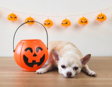 Kahverengi kısa saçlı chihuahua köpeği, cadılar bayramı kovası ve cadılar bayramı balkabağı süsüsüyle tahta zeminde yatıyordu. Kameraya bakıyorum..