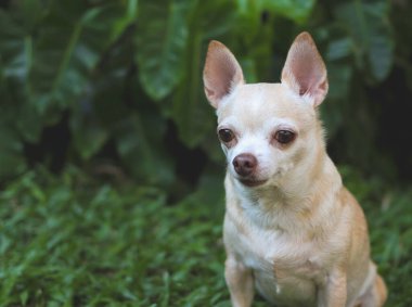 Bahçedeki yeşil çimlerin üzerinde oturan sağlıklı, kahverengi, kısa saçlı chihuahua köpeğinin görüntüsünü yakından çek, merakla başka yere bak. Boşluğu kopyala.