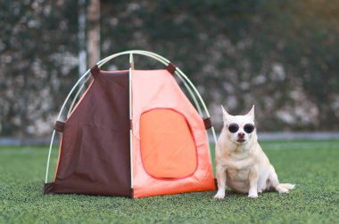 Portrait of brown short hair Chihuahua dog wearing sunglasses  sitting in front of orange camping tent on green grass,  outdoor, looking at camera. Pet travel concept.