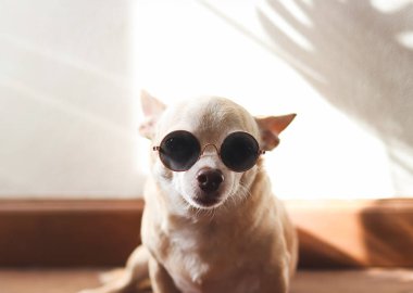 Güneş gözlüğü takan şişman kahverengi Chihuahua köpeğinin portresi ahşap zeminde güneş ışığı ve canavar yaprağı gölgesi ile oturuyor..