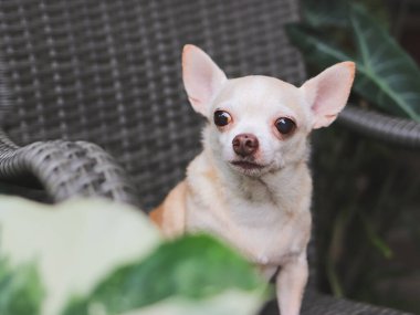 Kahverengi kısa saçlı Chihuahua köpeğinin, bahçedeki çiçekli gri rattan sandalyeye oturduğu görüntüyü kapat..