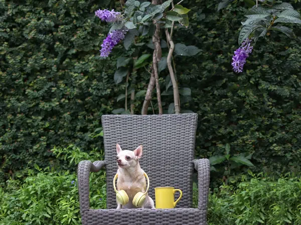 Kahverengi kısa saçlı Chihuahua köpeğinin portresi boynuna sarı kulaklık takmış bahçede sarı kahve fincanı ve mor çelenk çiçekleri olan gri rattan sandalyeye oturmuş..