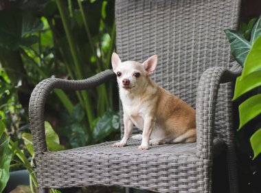 Kahverengi kısa saçlı Chihuahua köpeğinin, bahçedeki çiçekli gri rattan sandalyeye oturduğu görüntüyü kapat..
