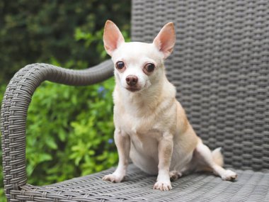 Kahverengi kısa saçlı Chihuahua köpeğinin, bahçedeki çiçekli gri rattan sandalyeye oturduğu görüntüyü kapat..