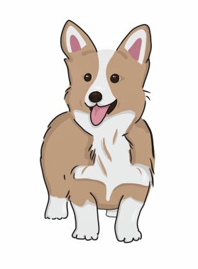 Beyaz arkaplanda duran sevimli gülümseyen Corgi köpeğinin portresi..