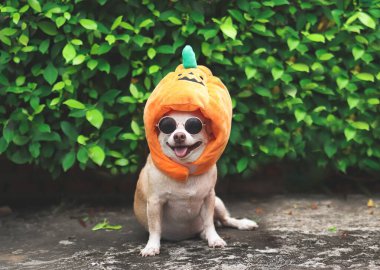 Kahverengi kısa saçlı köpek Chihuahua 'nın güneş gözlüğü ve cadılar bayramı balkabağı şapkası takan çimento zeminde oturan yeşil yapraklı portresi. .