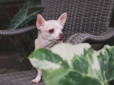 Kahverengi kısa saçlı Chihuahua köpeğinin, bahçedeki çiçekli gri rattan sandalyeye oturduğu görüntüyü kapat..
