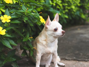 Şirin kahverengi saçlı bir chihuahua köpeğinin portresi çimento zemininde oturuyor, sarı çiçeklerle, merakla bakıyor. 