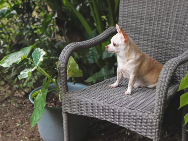 Kahverengi kısa saçlı Chihuahua köpeğinin, bahçedeki çiçekli gri rattan sandalyeye oturduğu görüntüyü kapat..