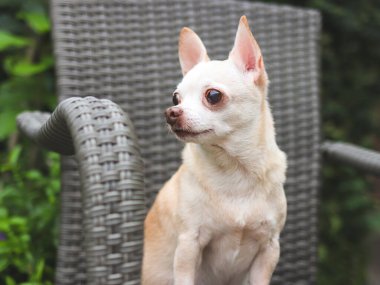 Kahverengi kısa saçlı Chihuahua köpeğinin, bahçedeki çiçekli gri rattan sandalyeye oturduğu görüntüyü kapat..