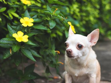Kahverengi, kısa saçlı, çimento zemininde oturan, sarı çiçekli ve kameraya bakan bir köpek portresi..