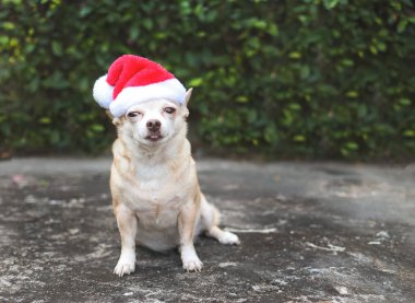 Bahçede çimento zeminde oturan, Noel Baba şapkası takan kahverengi, kısa saçlı bir Chihuahua köpeği görüntüsü. Noel ve Yeni Yıl Kutlaması.