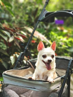 Bahçedeki evcil hayvan arabasında ya da bitki dükkanında oturan kahverengi kısa saçlı chihuahua köpeği portresi. Mutlu bir gülümseme.