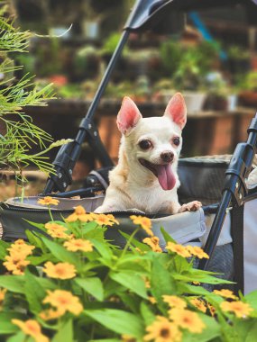 Bahçedeki bebek arabasında oturan kahverengi kısa saçlı chihuahua köpeği portresi ya da sarı çiçekli bitki dükkanı. Mutlu bir gülümseme.
