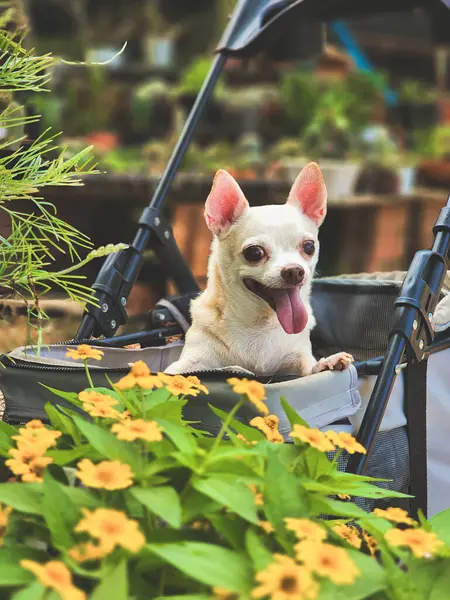 Bahçedeki bebek arabasında oturan kahverengi kısa saçlı chihuahua köpeği portresi ya da sarı çiçekli bitki dükkanı. Mutlu bir gülümseme.