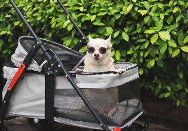 Kahverengi kısa saçlı chihuahua köpeğinin güneş gözlüğü takan portresi, bahçede yeşil bitki arka planına sahip bir bebek arabasında duruyor. Mutlu bir gülümseme.
