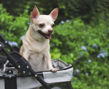 Bahçedeki evcil bebek arabasında duran kahverengi kısa saçlı chihuahua köpeğinin portresi. Mor çiçekler ve yeşil arka plan. Mutlu bir gülümseme.