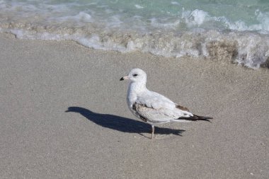 Beyaz kuyruklu martı Atlantik Okyanusu 'ndaki kumlu bir sahilde