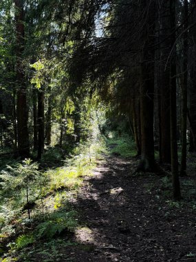 Ormanın ortasında patika olan bir patika..