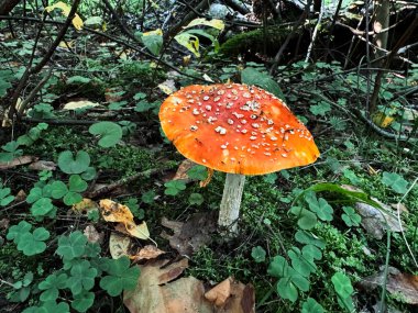 Fotoğraf, ön planda beyaz benekli parlak kırmızı bir mantarın görülebildiği bir orman alanını gösteriyor. Sinek mantarı, genellikle ormanlarda bulunan tipik zehirli bir mantar..