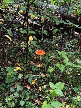 Fotoğraf, ön planda beyaz benekli parlak kırmızı bir mantarın görülebildiği bir orman alanını gösteriyor. Sinek mantarı, genellikle ormanlarda bulunan tipik zehirli bir mantar..